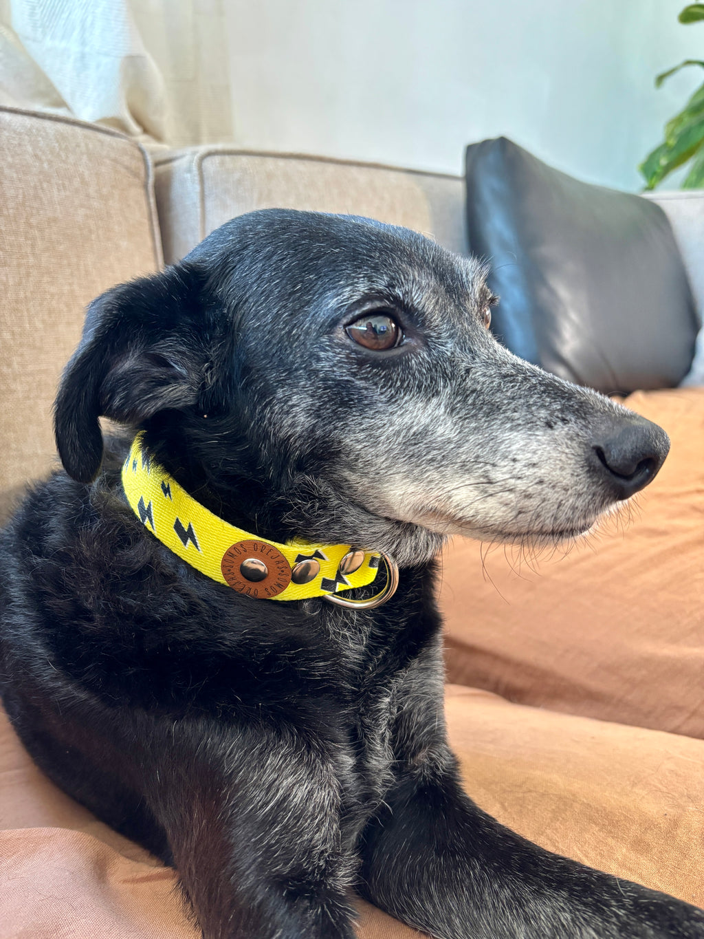 Collar regulable para mascotas - Rayos