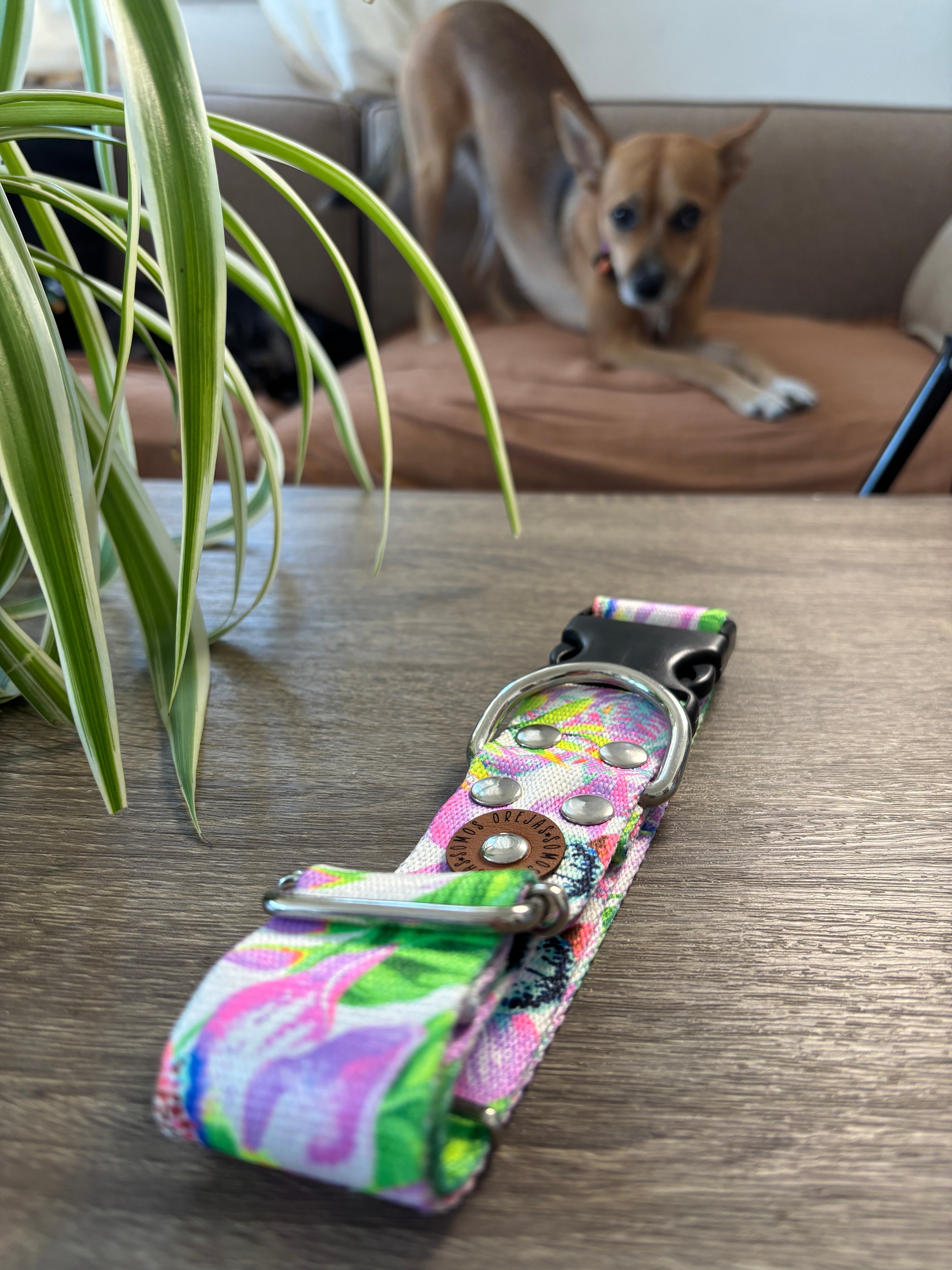 Collar regulable para mascotas - Selvático Reforzado