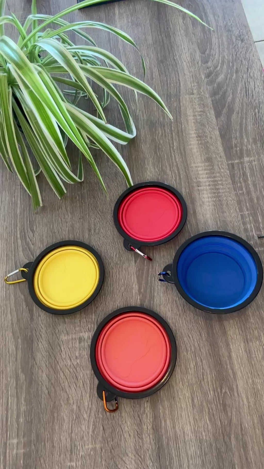 Plato plegable para mascotas
